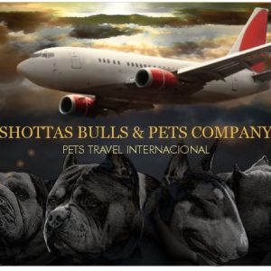 translado nacional o internacional de mascota en cabina